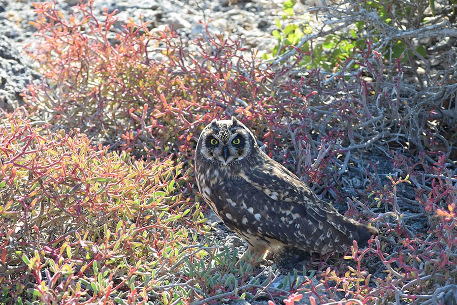A short horn owl stands on the ground in a desert.